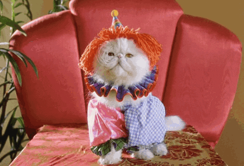 Montage of a white fluffy cat in an array of zany outfits