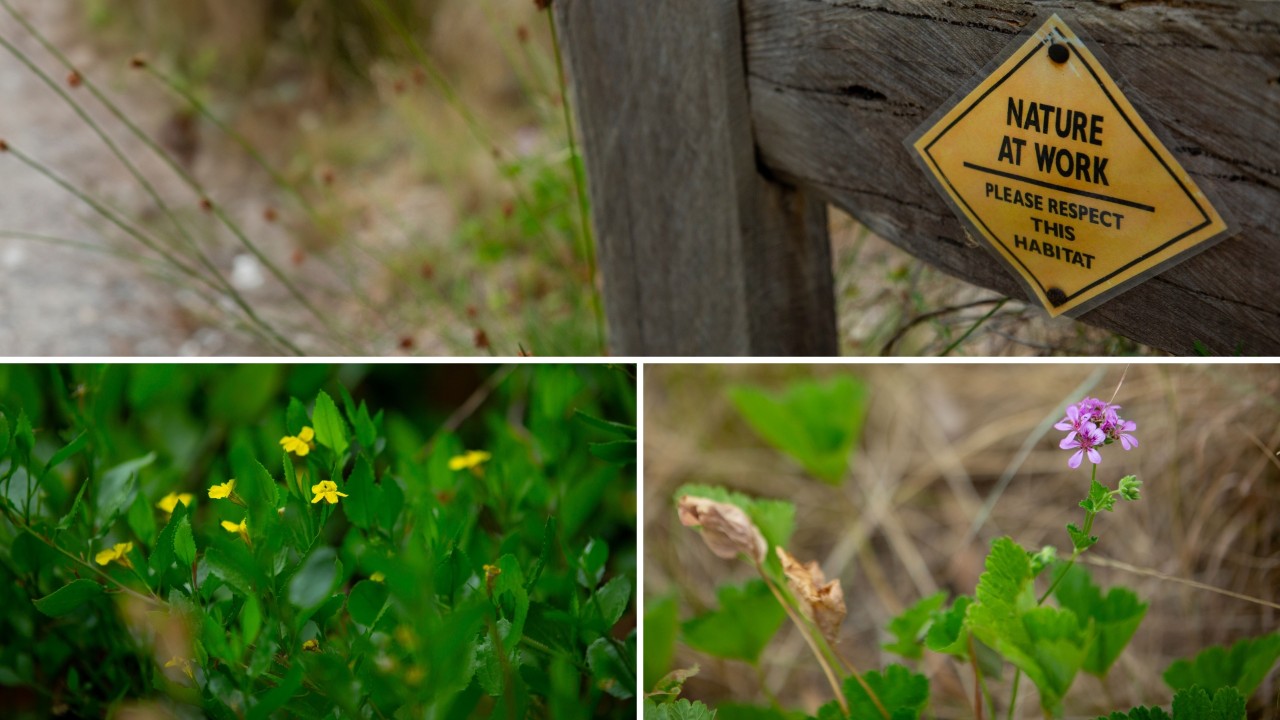 Native flowers blossoming in the Aunty Dot Peters AM Flowering Grasslands.