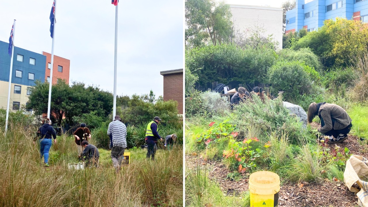Volunteers working in the Aunty Dot Peters AM Flowering Grasslands on Hawthorn campus