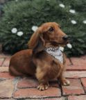 Brown dachshund with a scarf around its neck sitting outside 