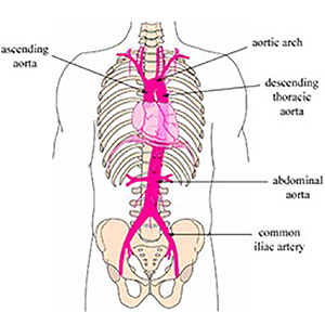 diagram of aorta and central arteries