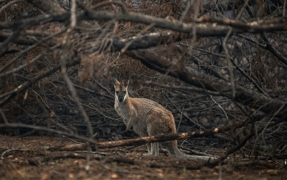 Kangaroo in the wilderness surrounded by bushfire damage