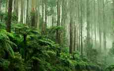 Tree Ferns in Black Spur Drive, Healesville, Victoria