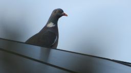 A pigeon standing on top of a rooftop with solar panels