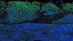 Microscopy and Advanced Analytical Facility