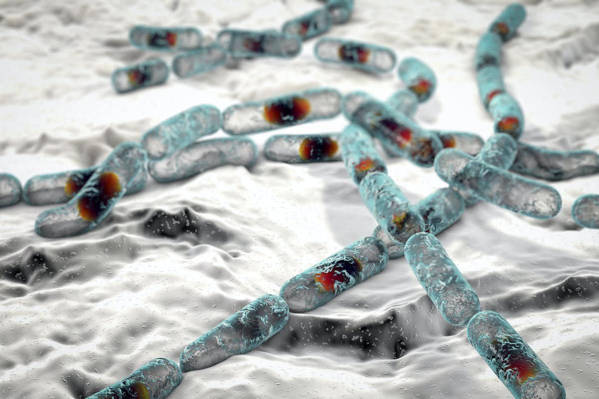 Fried rice syndrome caused by bacterium A graphic on how bacterium B. cereus looks like through a microscope