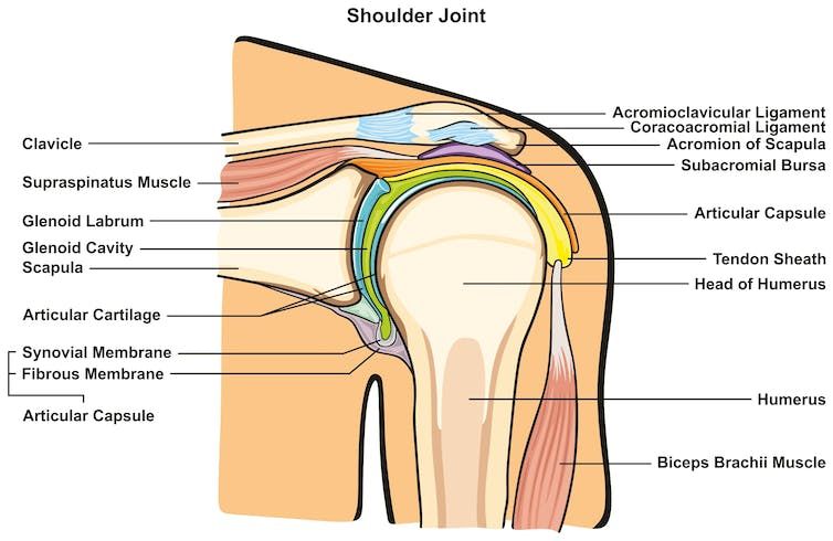Diagram of the shoulder joint Picture diagram of the shoulder joint, with each critical part labelled.